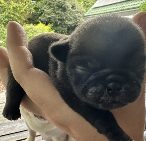 Wundervolle Reinrassige Möpse mit Stammbaum – 4