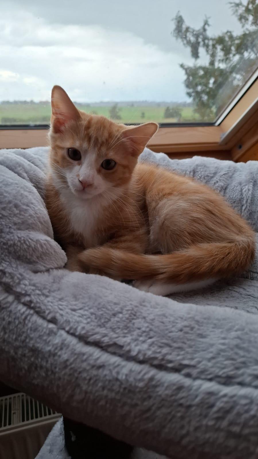 Liebevolles Katerchen sucht ein schönes, neues Zu