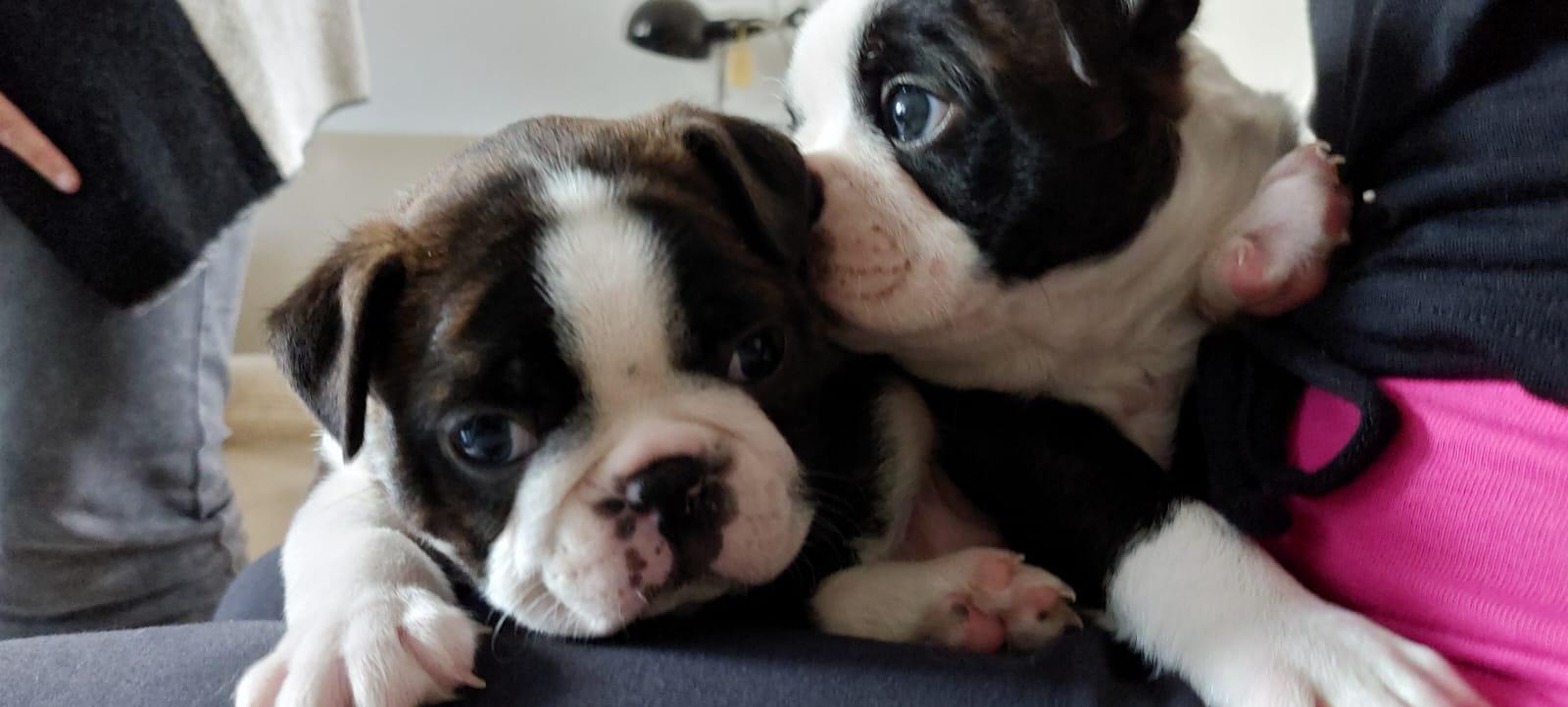VDH Zucht 2 zuckersüße Boston Terrier Welpen Rü