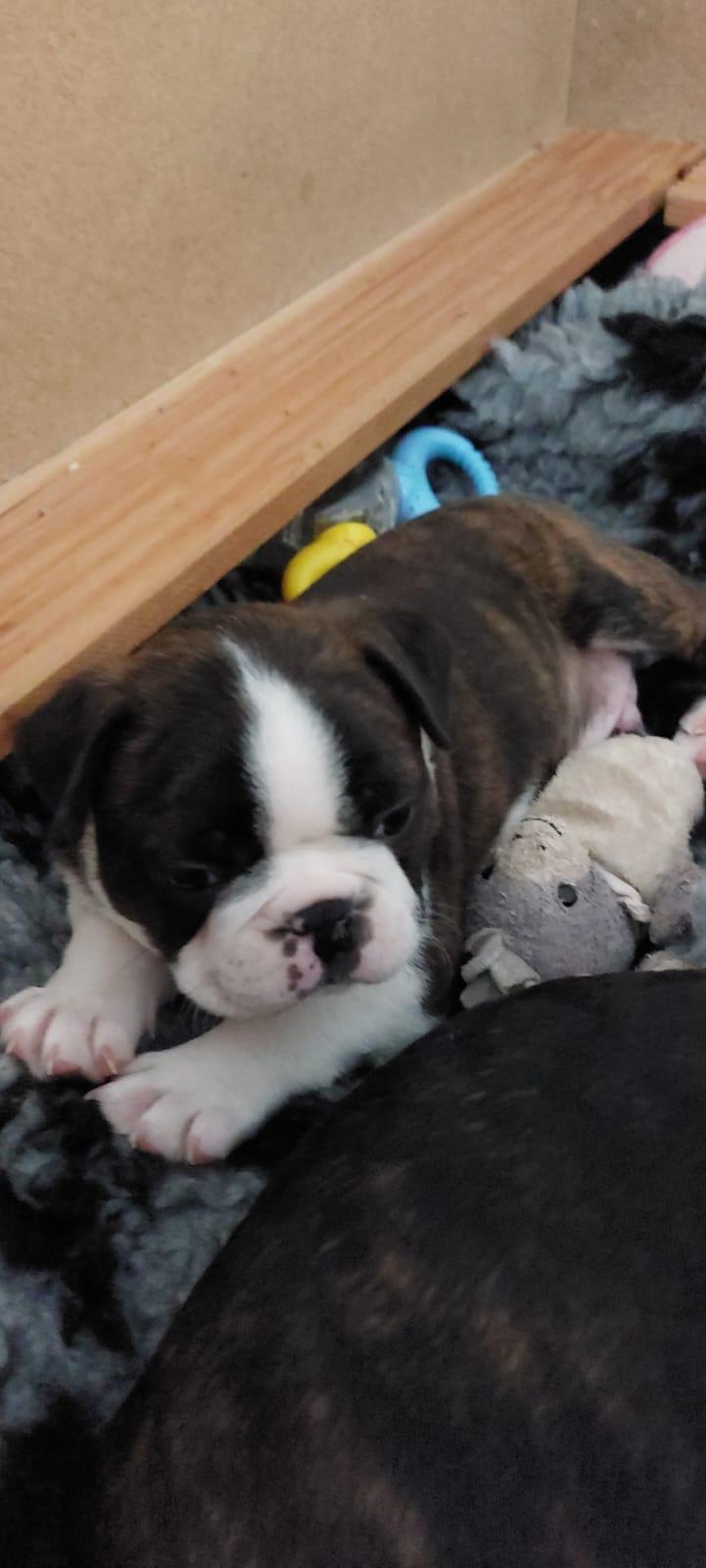 VDH Zucht 2 zuckersüße Boston Terrier Welpen Rü