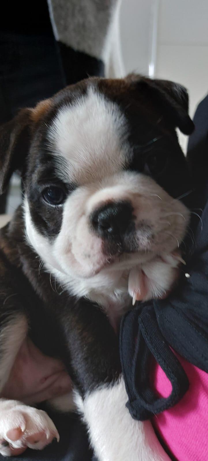 VDH Zucht 2 zuckersüße Boston Terrier Welpen Rü