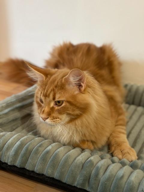 Wunderschöner XXL Maine Coon Kater zum verlieben