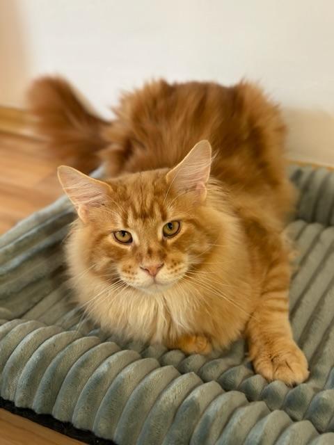 Wunderschöner XXL Maine Coon Kater zum verlieben