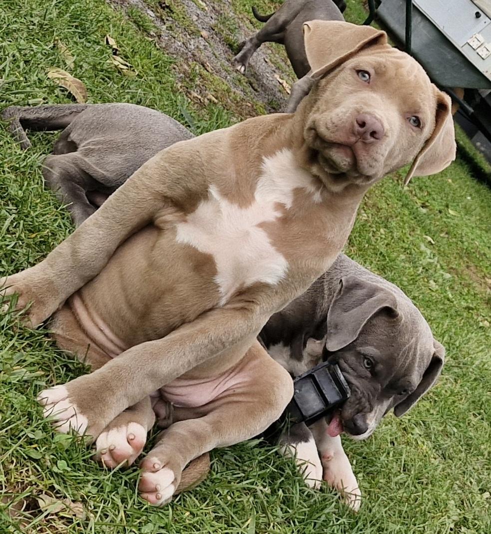 American Bully XXL Familienaufzucht Merle Tricolor