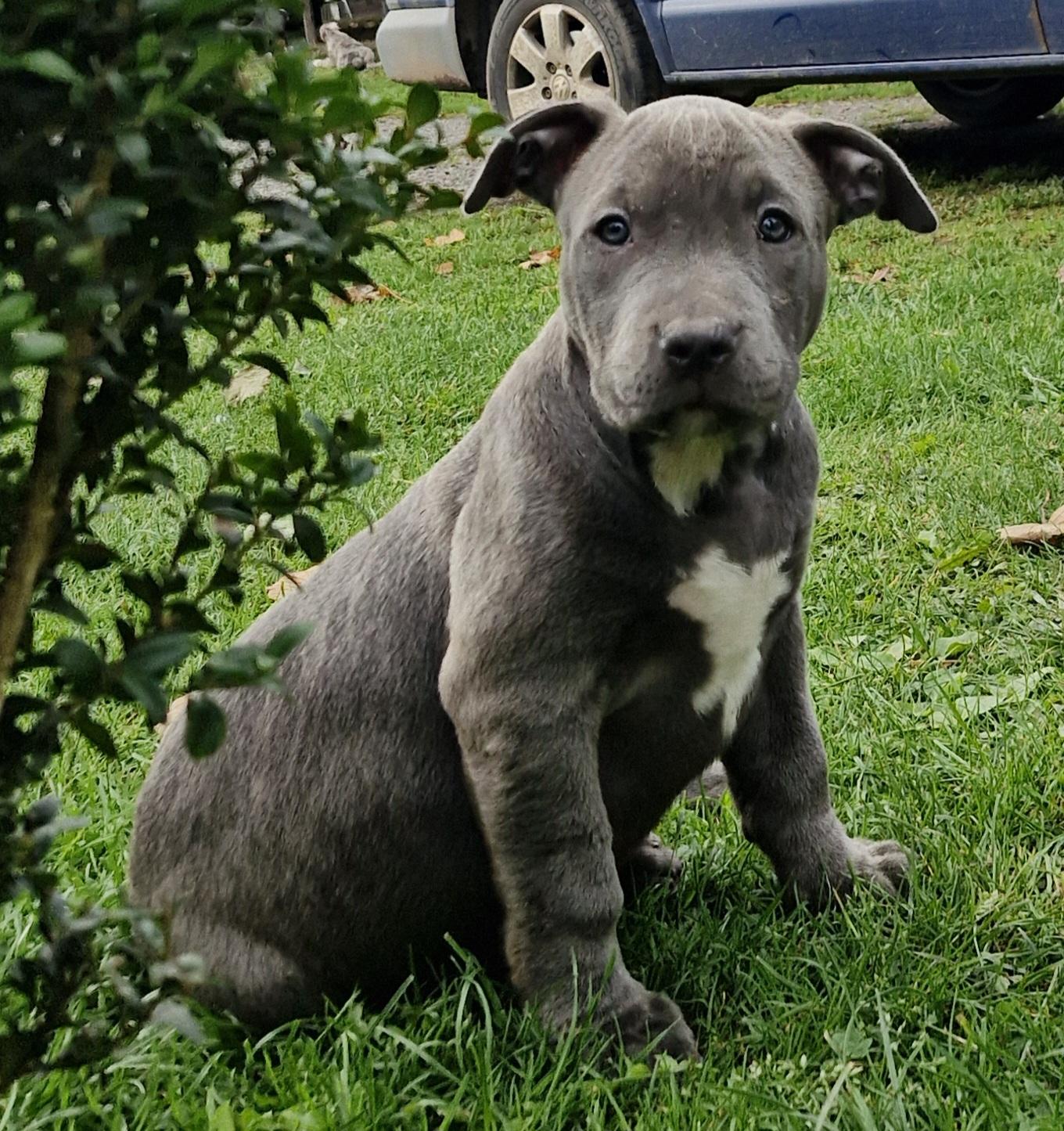 American Bully XXL Familienaufzucht Merle Tricolor