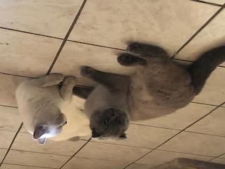 BKH Kartäuser Kater