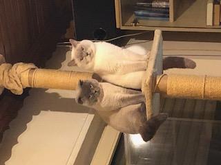 BKH Kartäuser Kater