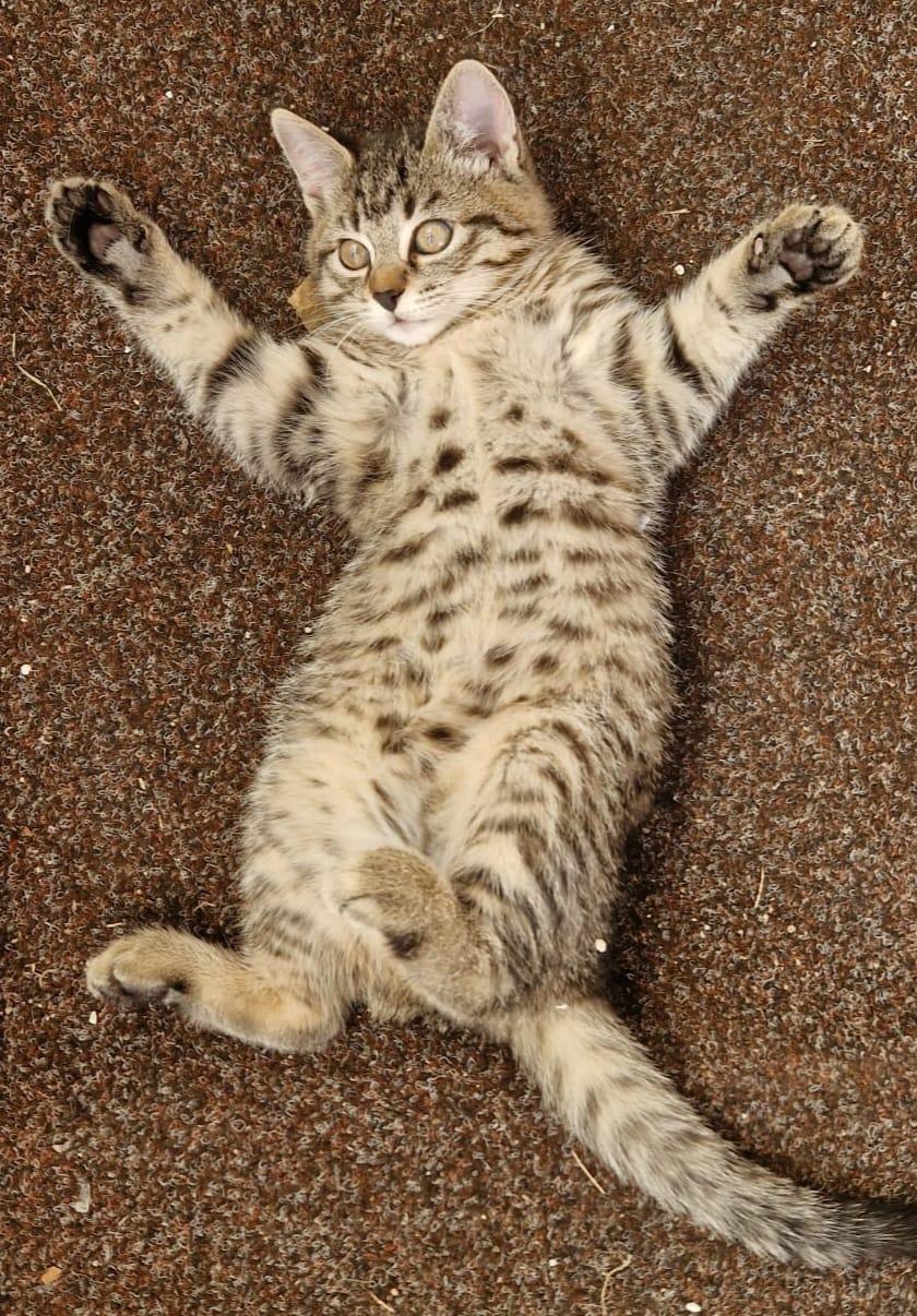 Getigerte glückliche Babykatze sucht liebevolles 