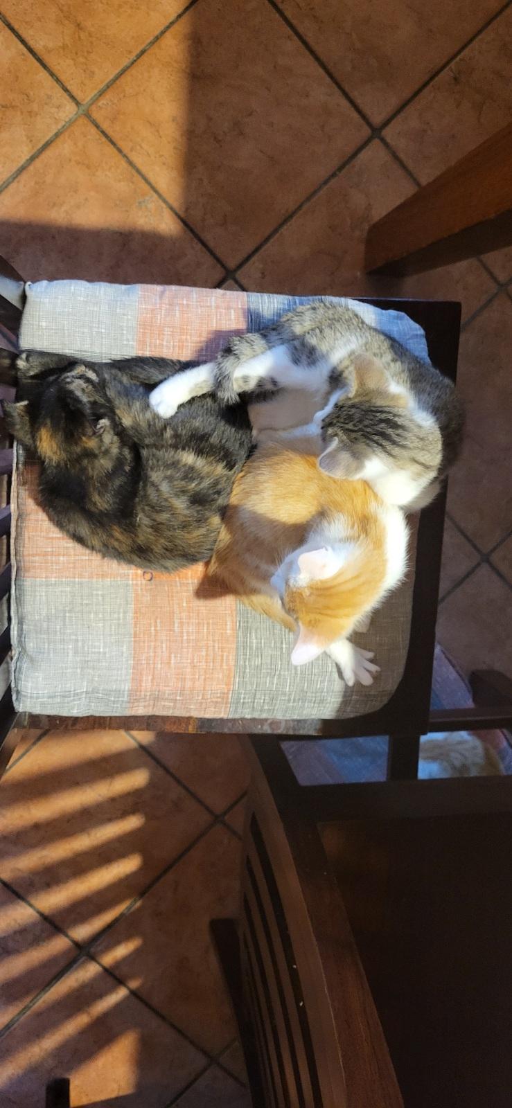 Kätzchen, Kitten, Katze