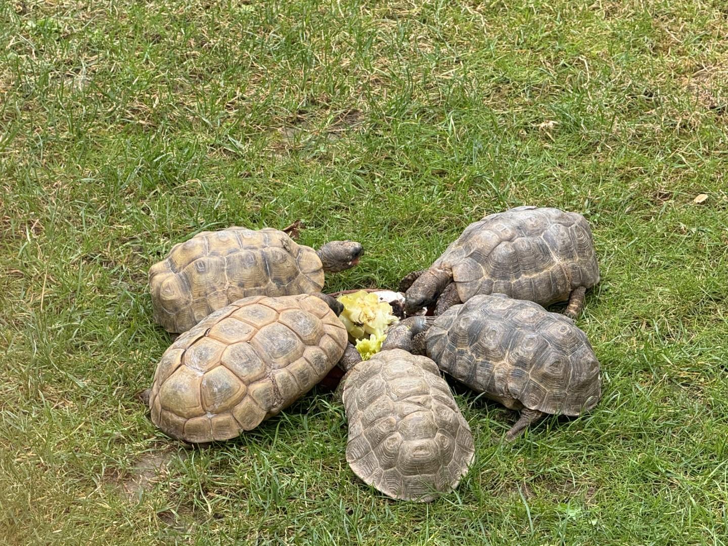 Kinixys belliana auch Bells Glattrandgelenkschildk