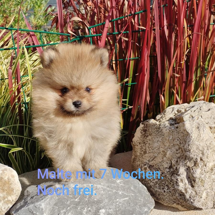 Pomeranian Zwergspitz  Welpen  100 % REINRASSIG De