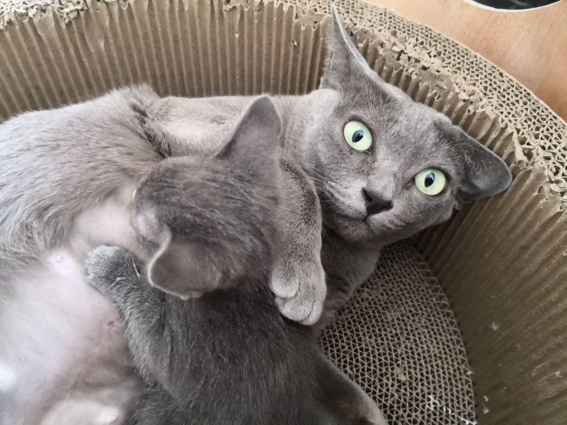 Rassekatze Korat-Kätzchen, männlich, mit Stammba