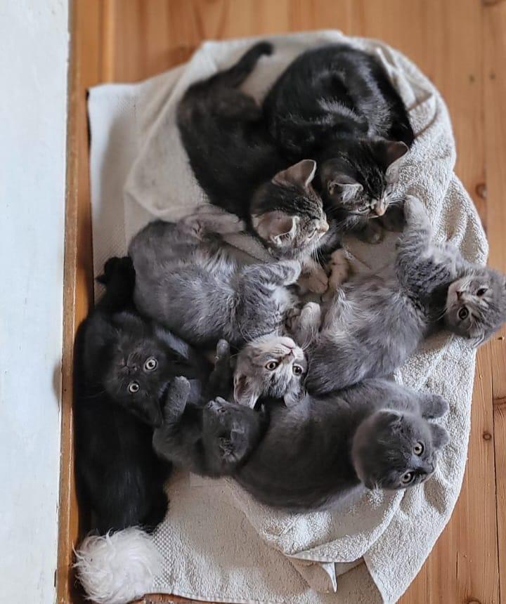 Scottish Fold Kitten