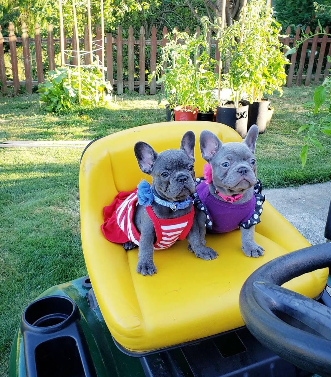 Süße französische Bulldoggen Welpen