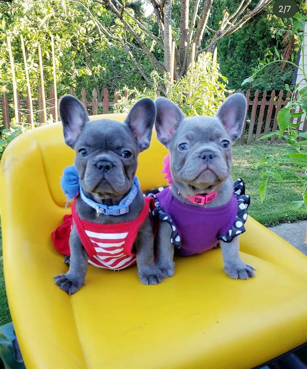 Süße französische Bulldoggen Welpen