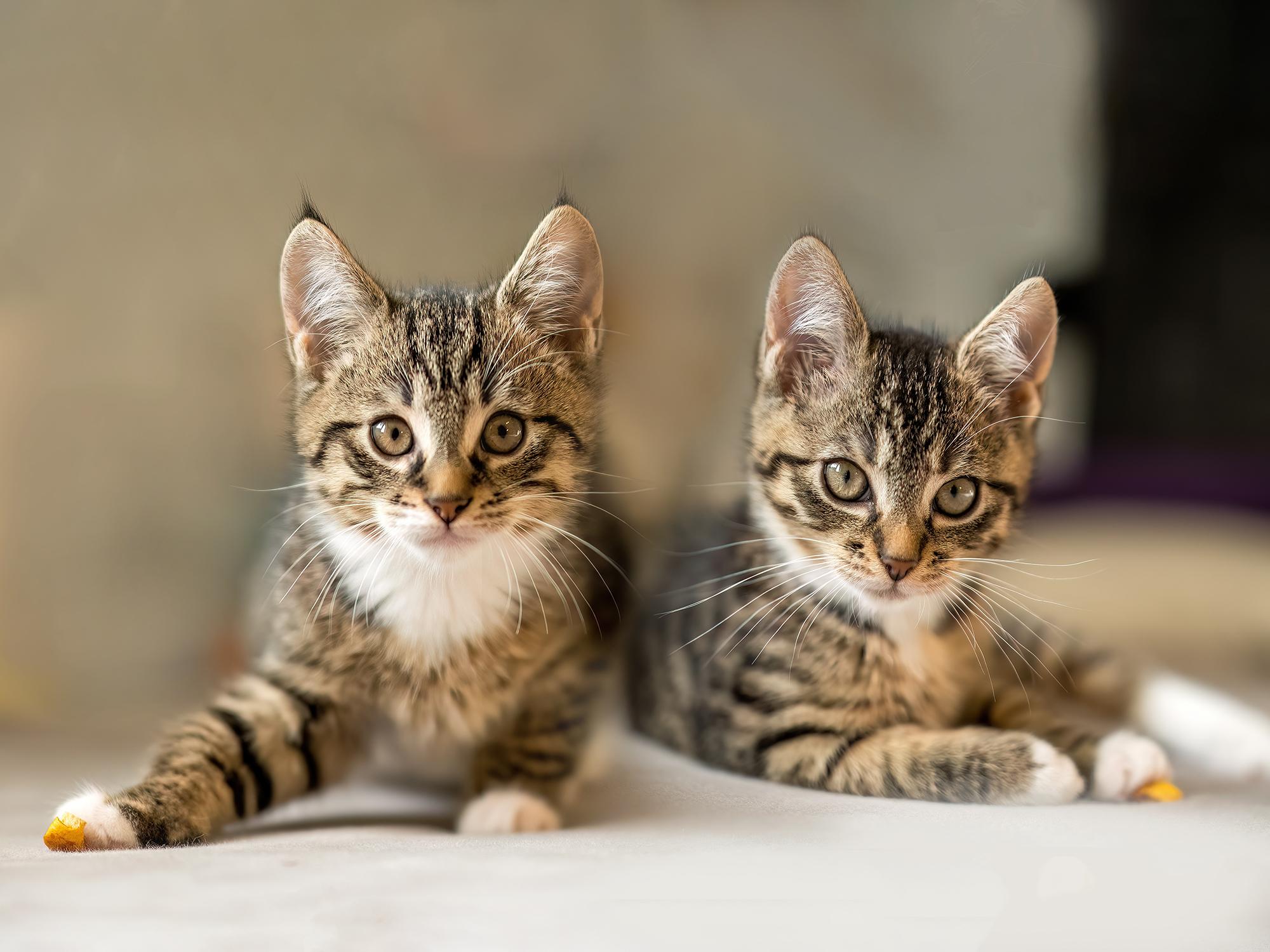 SÜßES KITTEN GESCHWISTER PAAR SUCHT NEUES ZUHAUS