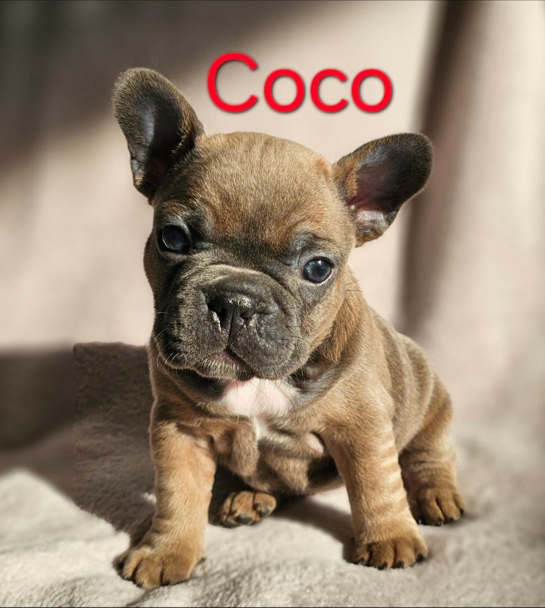 Französische Bulldoggen mit Ahnentafel von Tierhe