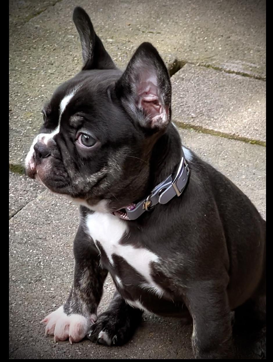 Französische Bulldogge Bub choco
