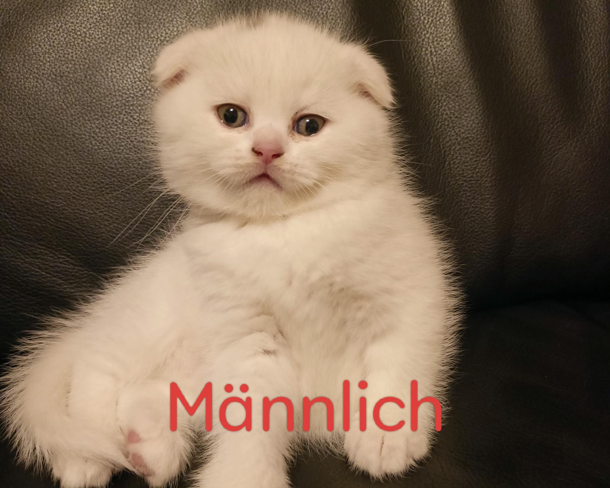 2 Schottisch Kitten suchen ein Zuhause.VB