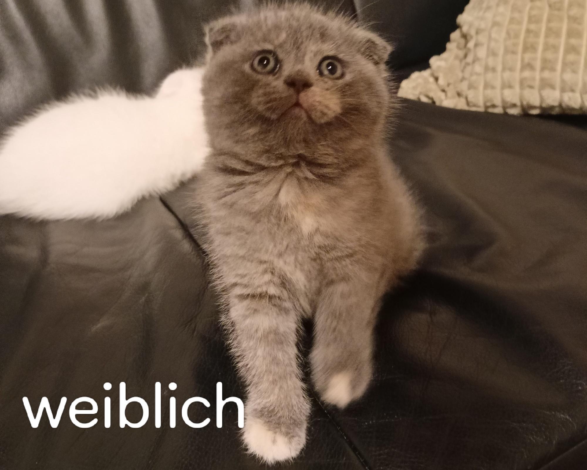 2 Schottisch Kitten suchen ein Zuhause.VB