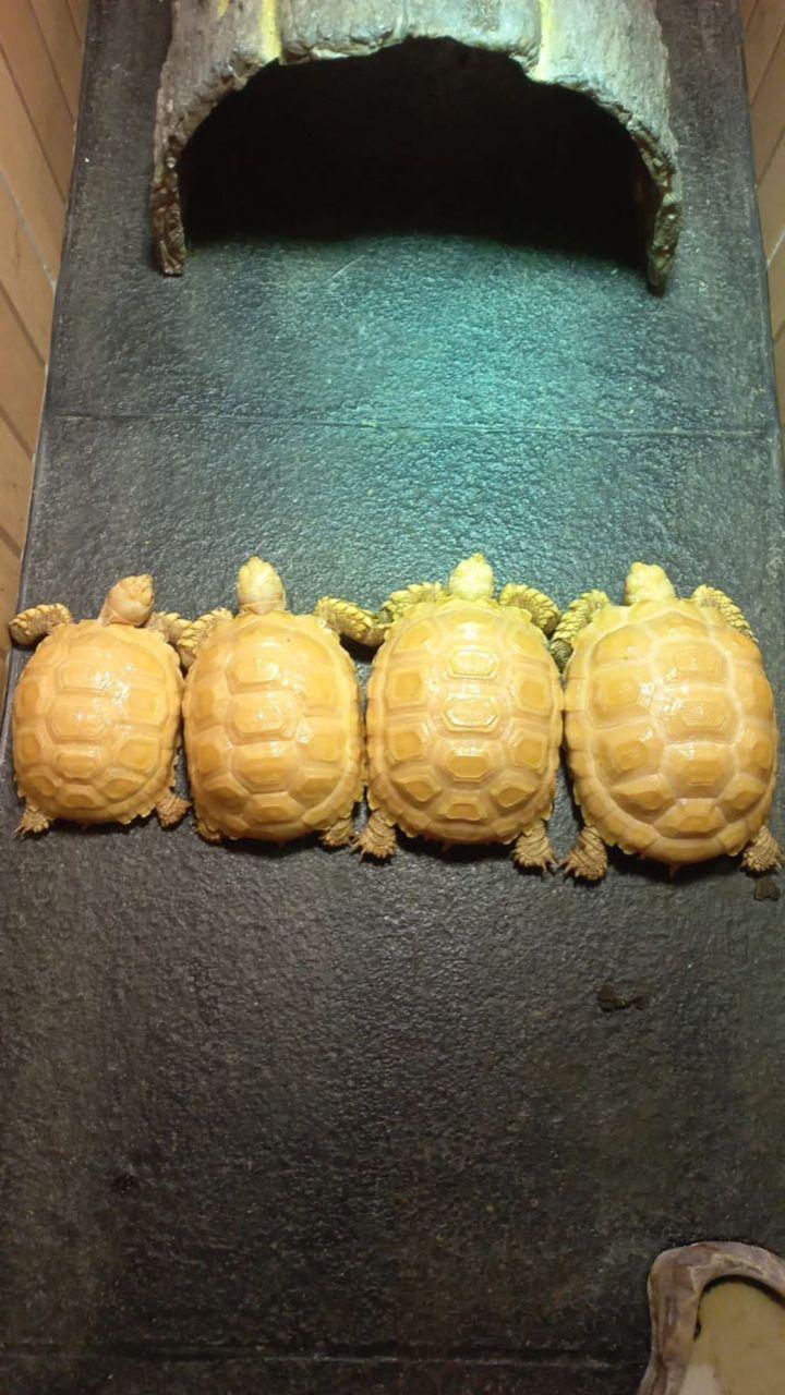 Aldabra- und Strahlenschildkröten zu verkaufen.