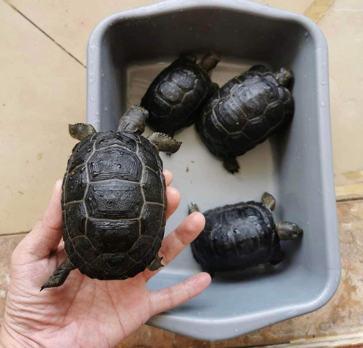 Aldabra- und Strahlenschildkröten zu verkaufen.