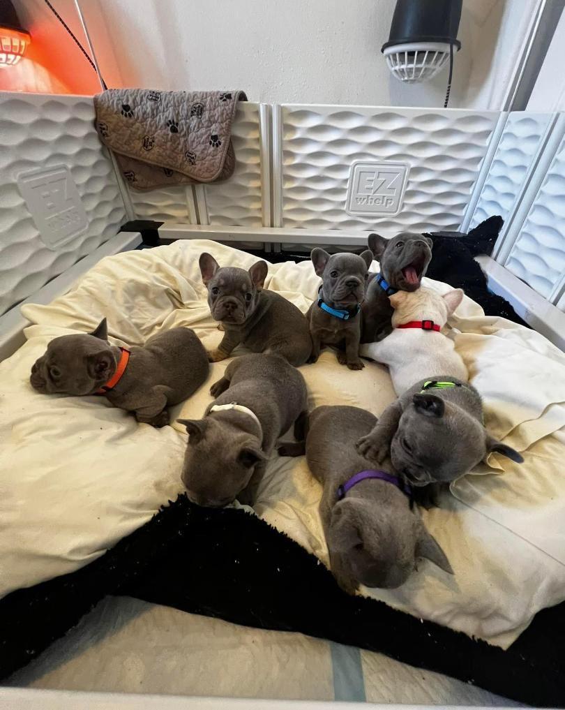 Französische Bulldogge Welpen