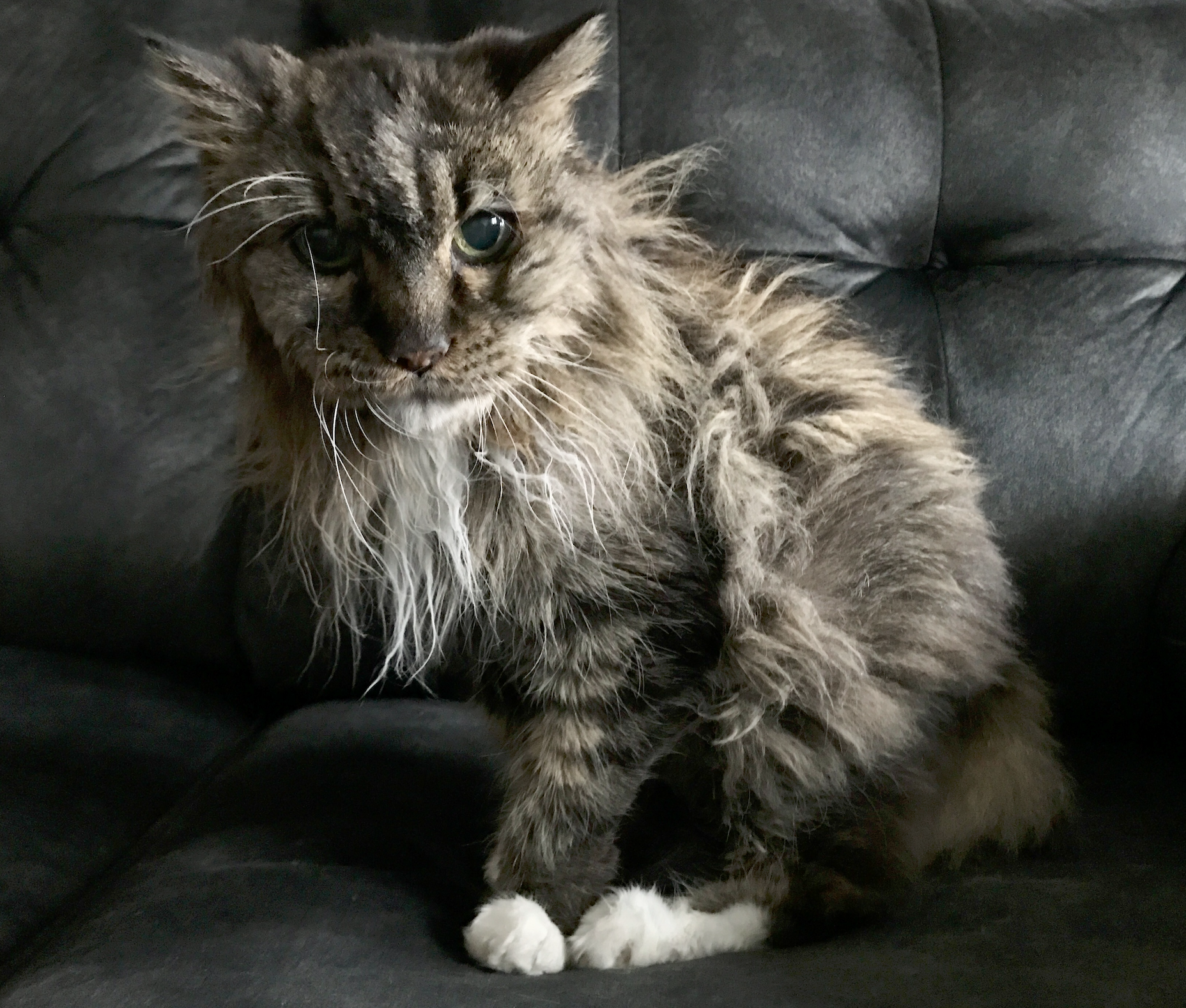 Kuschelige Senioren-Katze sucht liebevolles Zuhaus