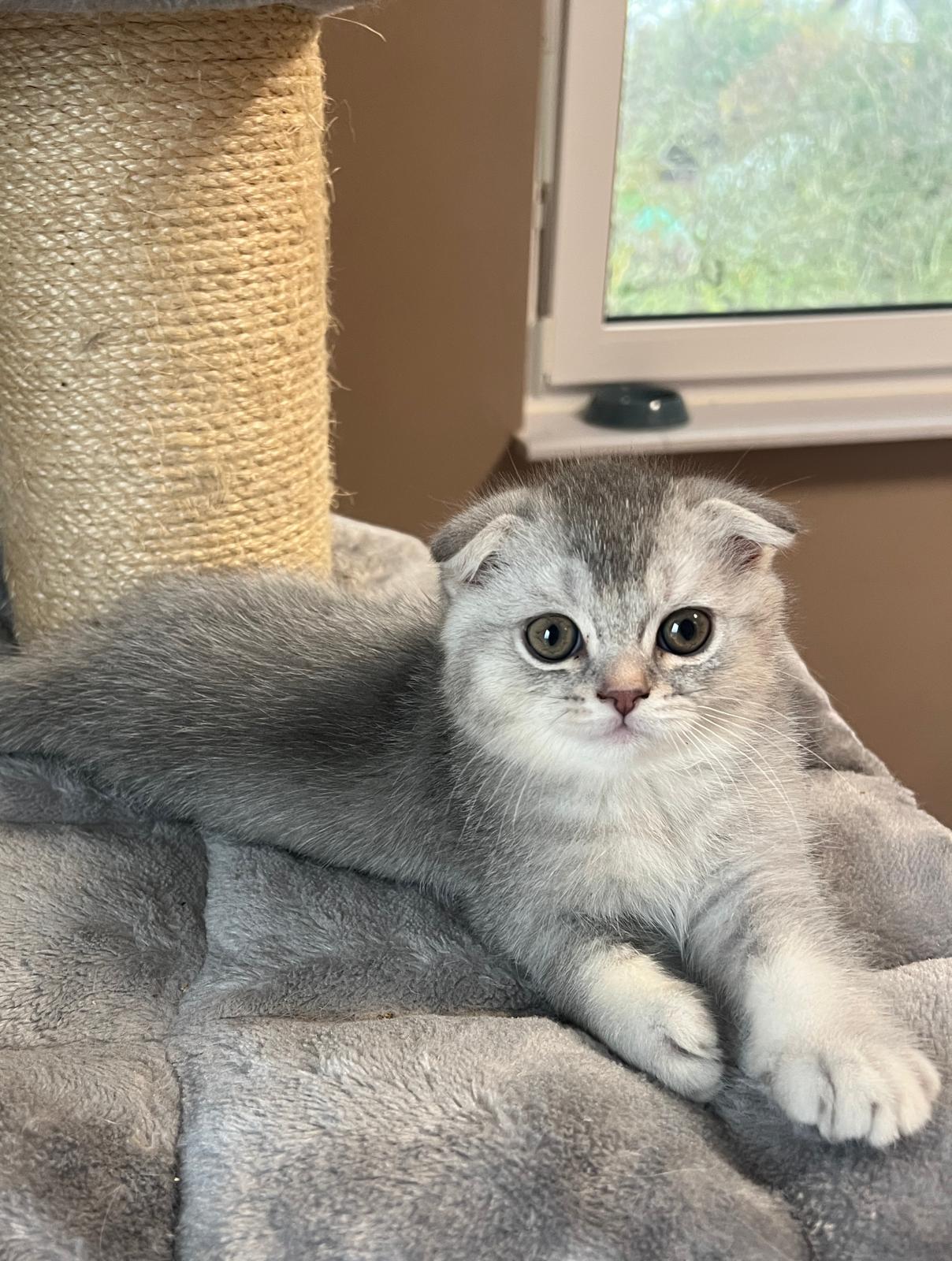 Niedlicher Scottish Fold Junge