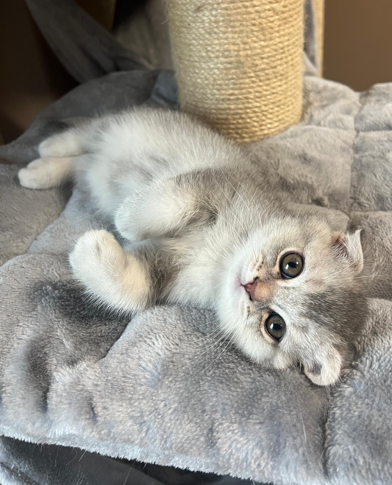 Niedlicher Scottish Fold Junge