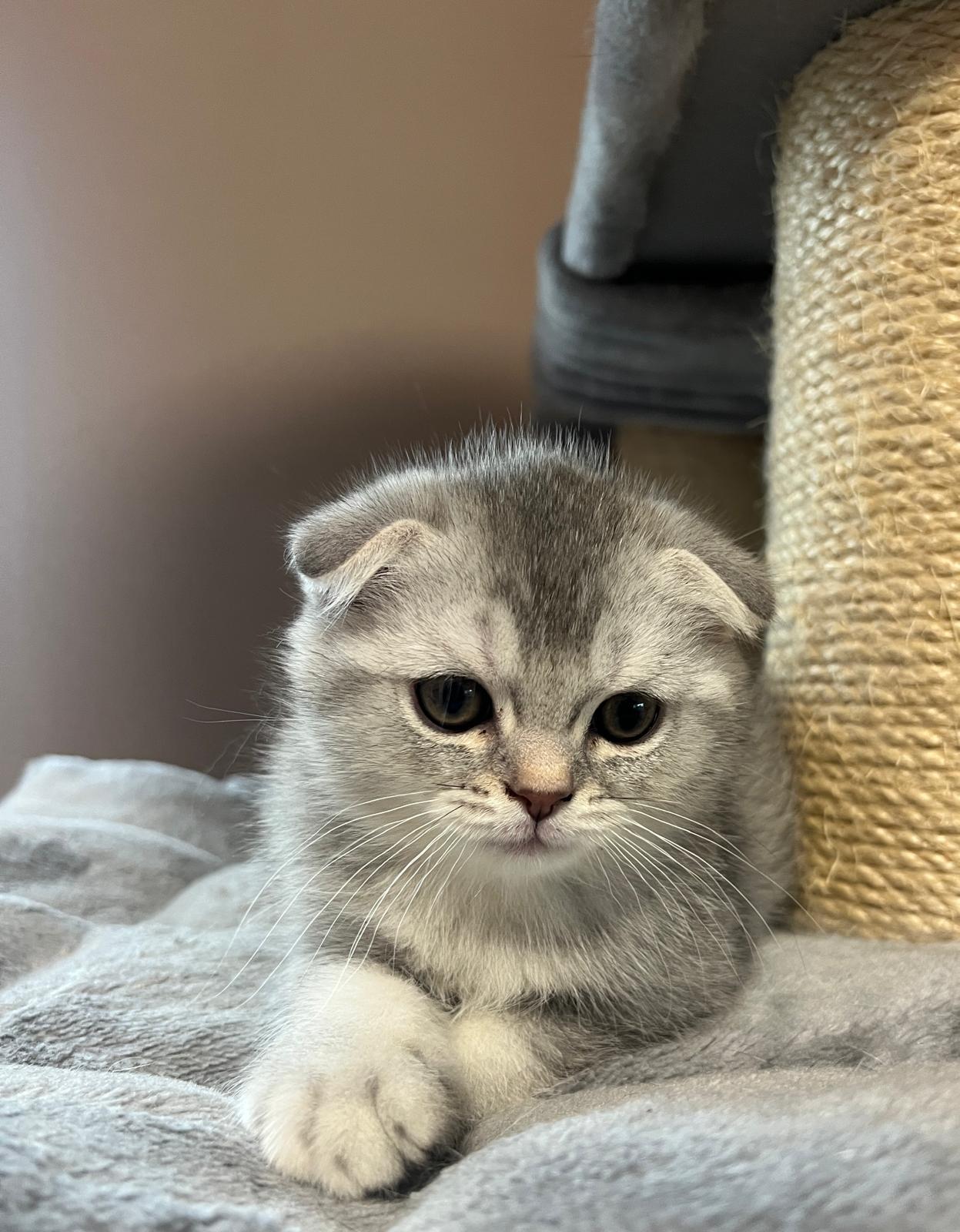 Niedlicher Scottish Fold Junge