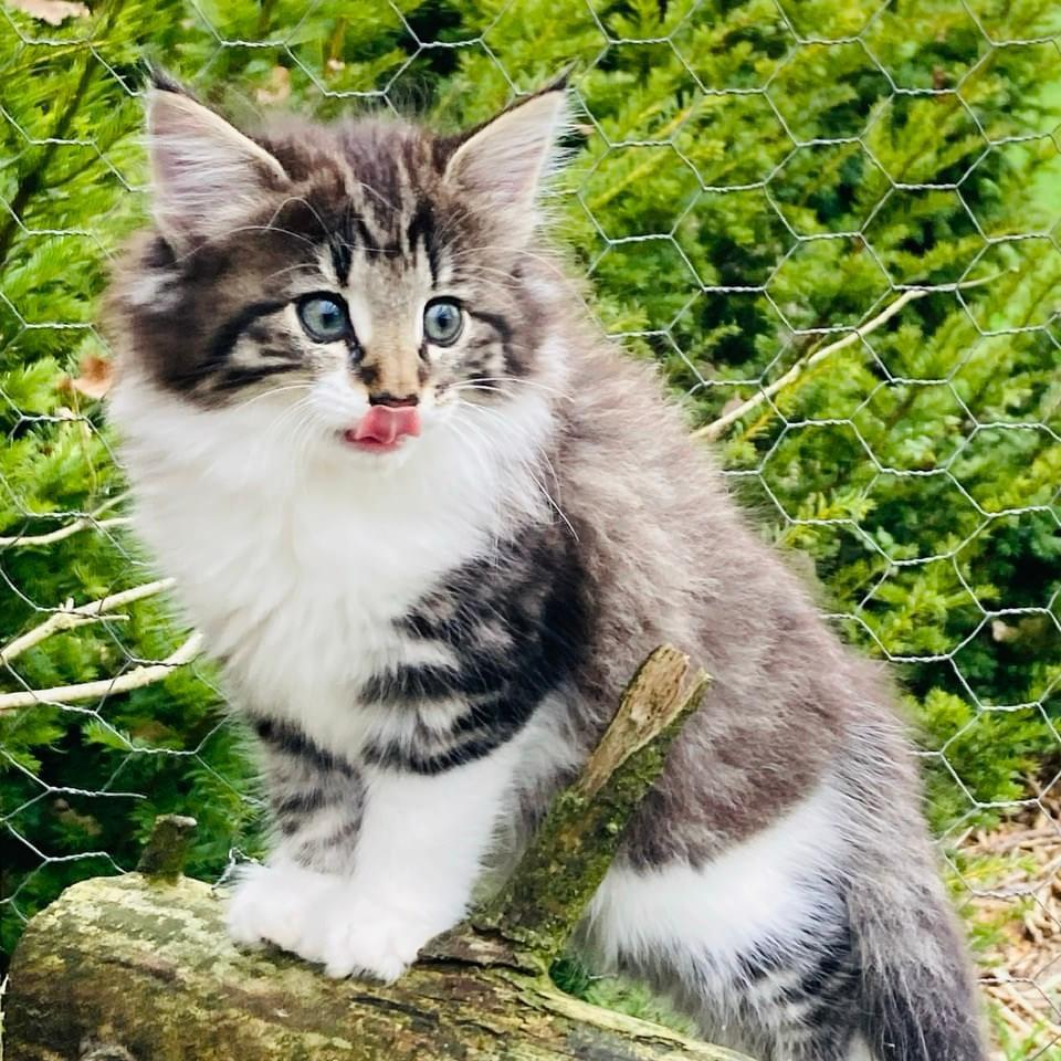 Norwegische Waldkatze Kitten weiblich #Mädchen mi