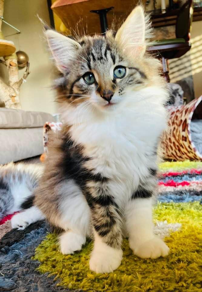 Norwegische Waldkatze Kitten weiblich #Mädchen mi