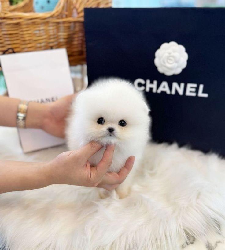 Pomeranian Zwergspitz Originale Boo Welpen WhatsAp