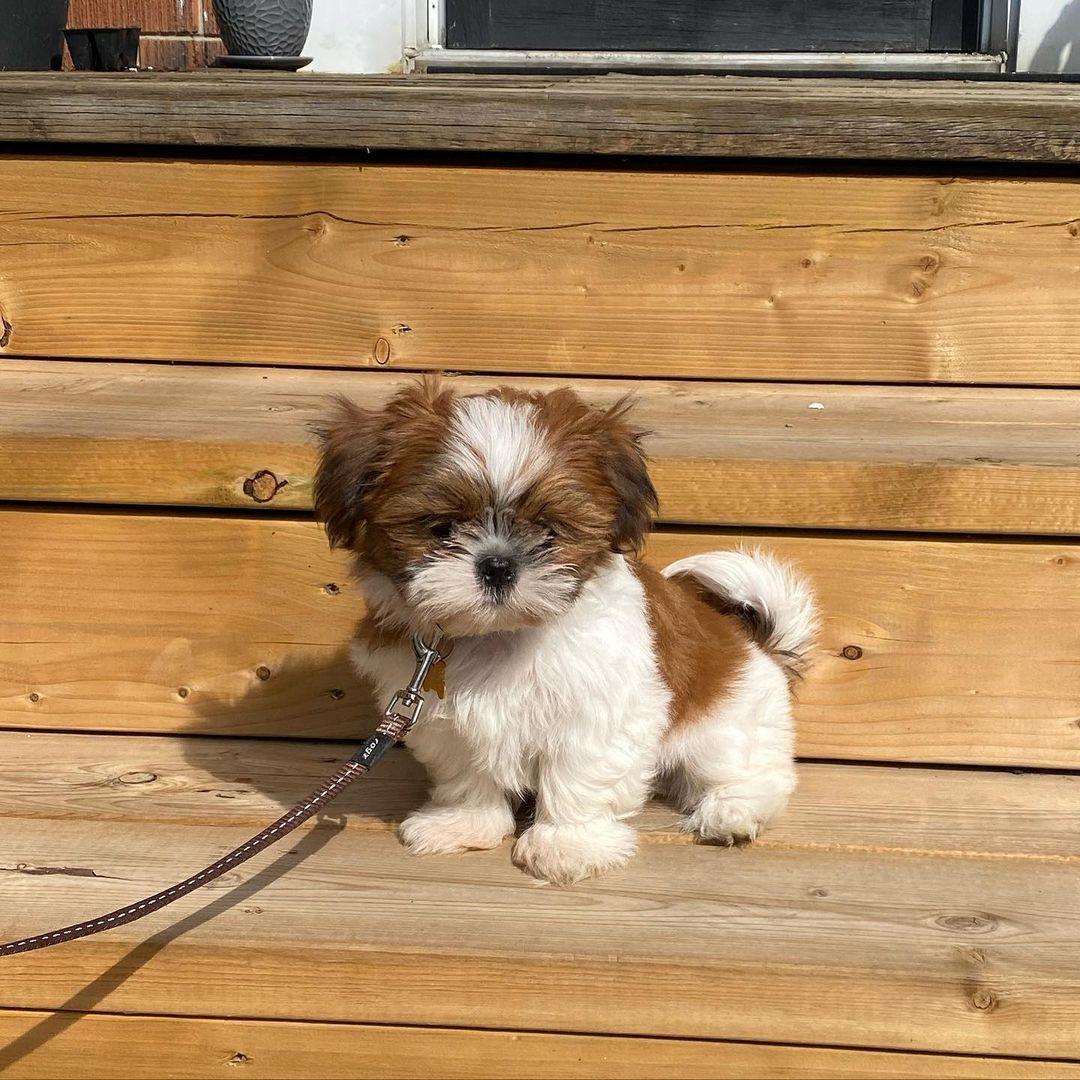 Reinrassige Shih Tzu-Welpen