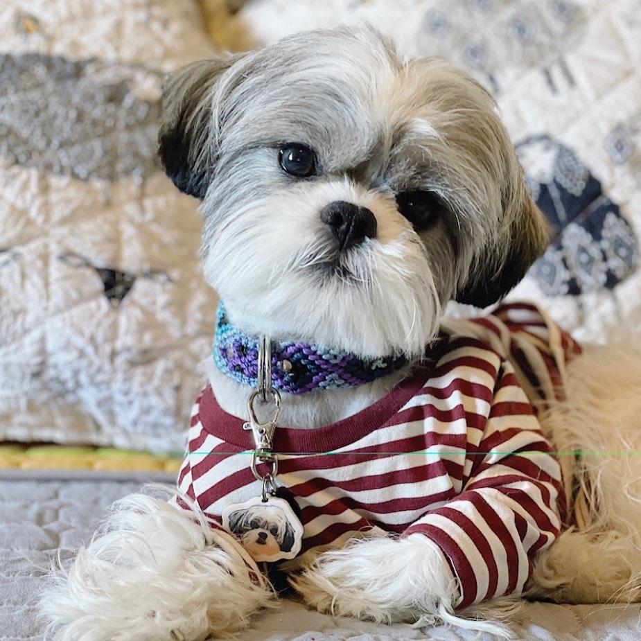 Reinrassige Shih Tzu-Welpen