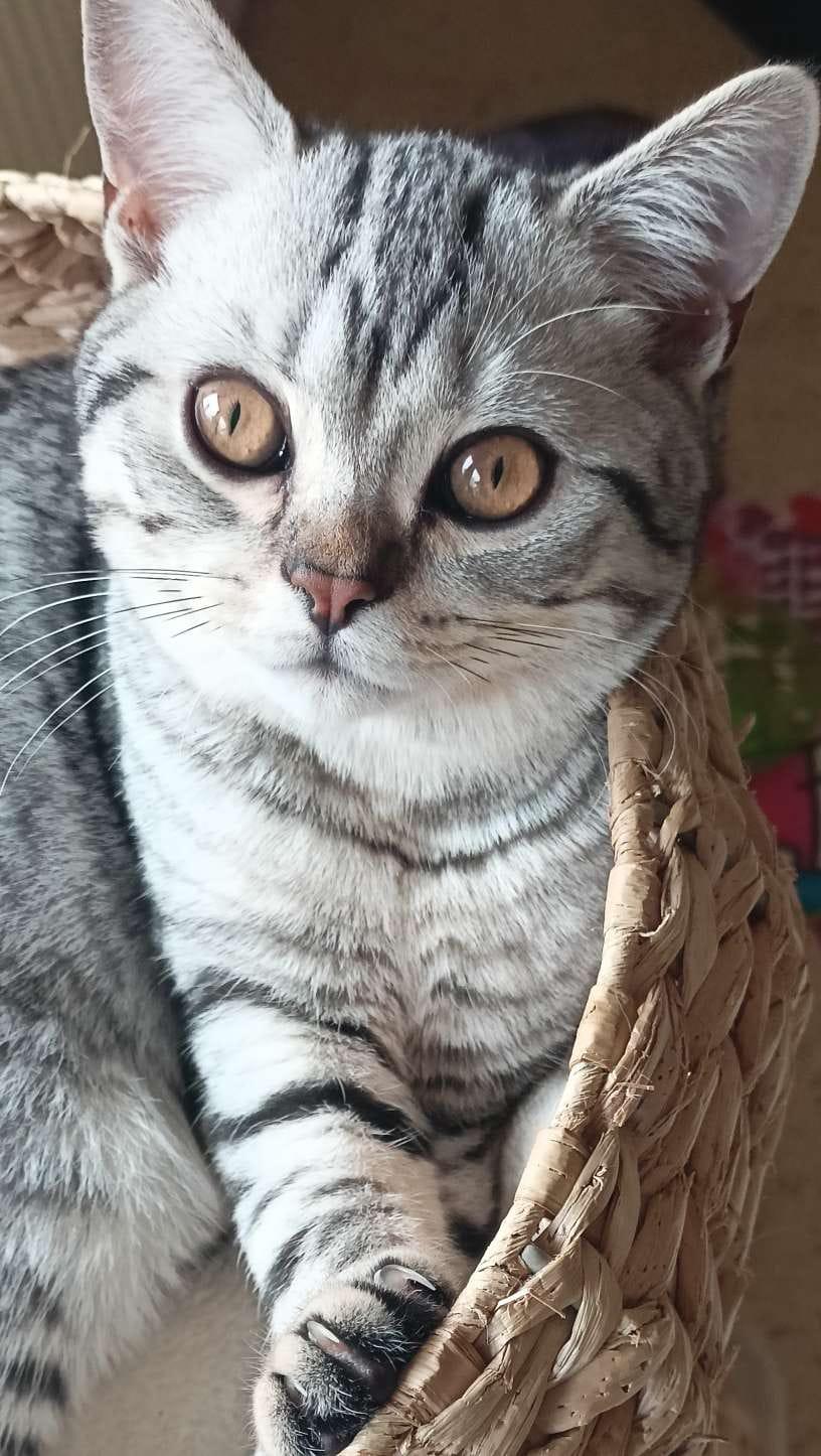 Scottisch Fold Kitten