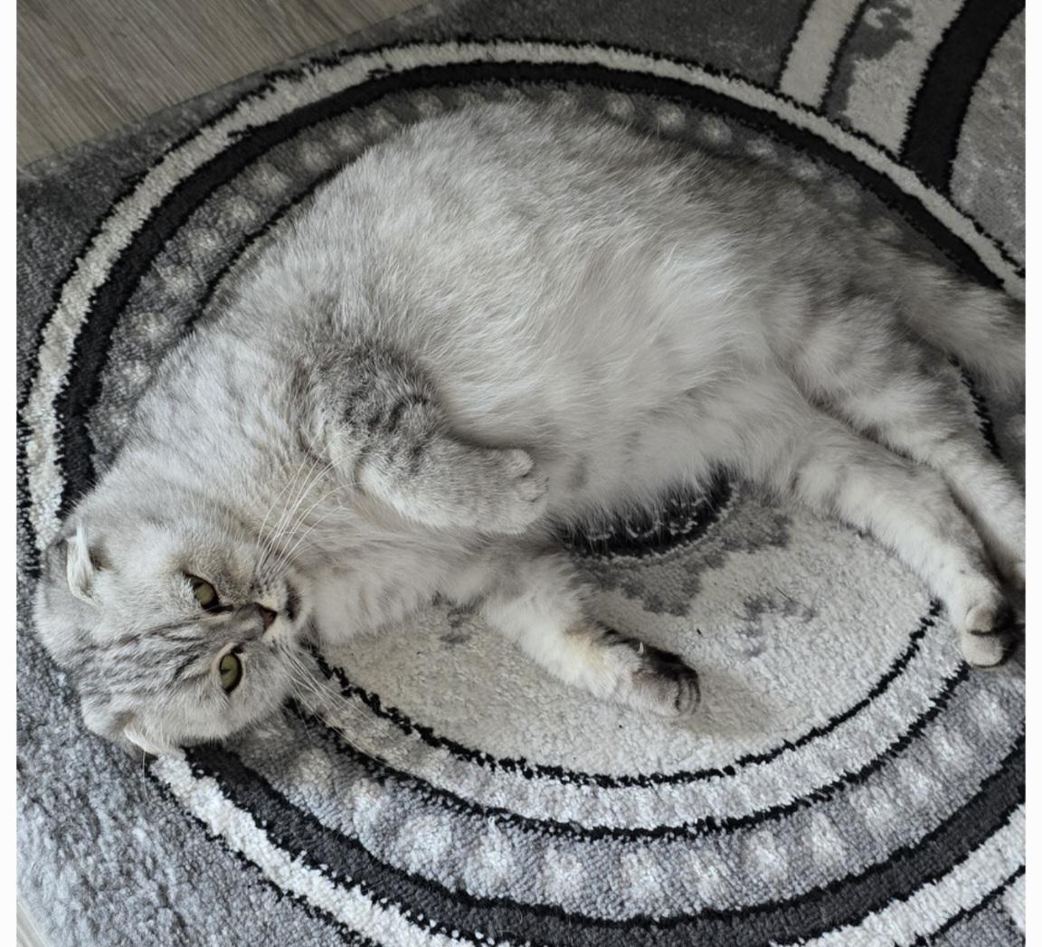 Scottish fold Katze 2 jahre