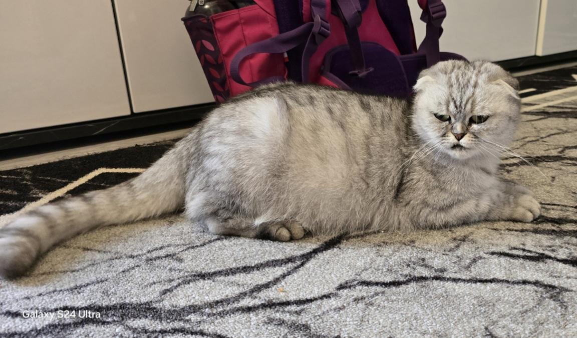 Scottish fold Katze 2 jahre
