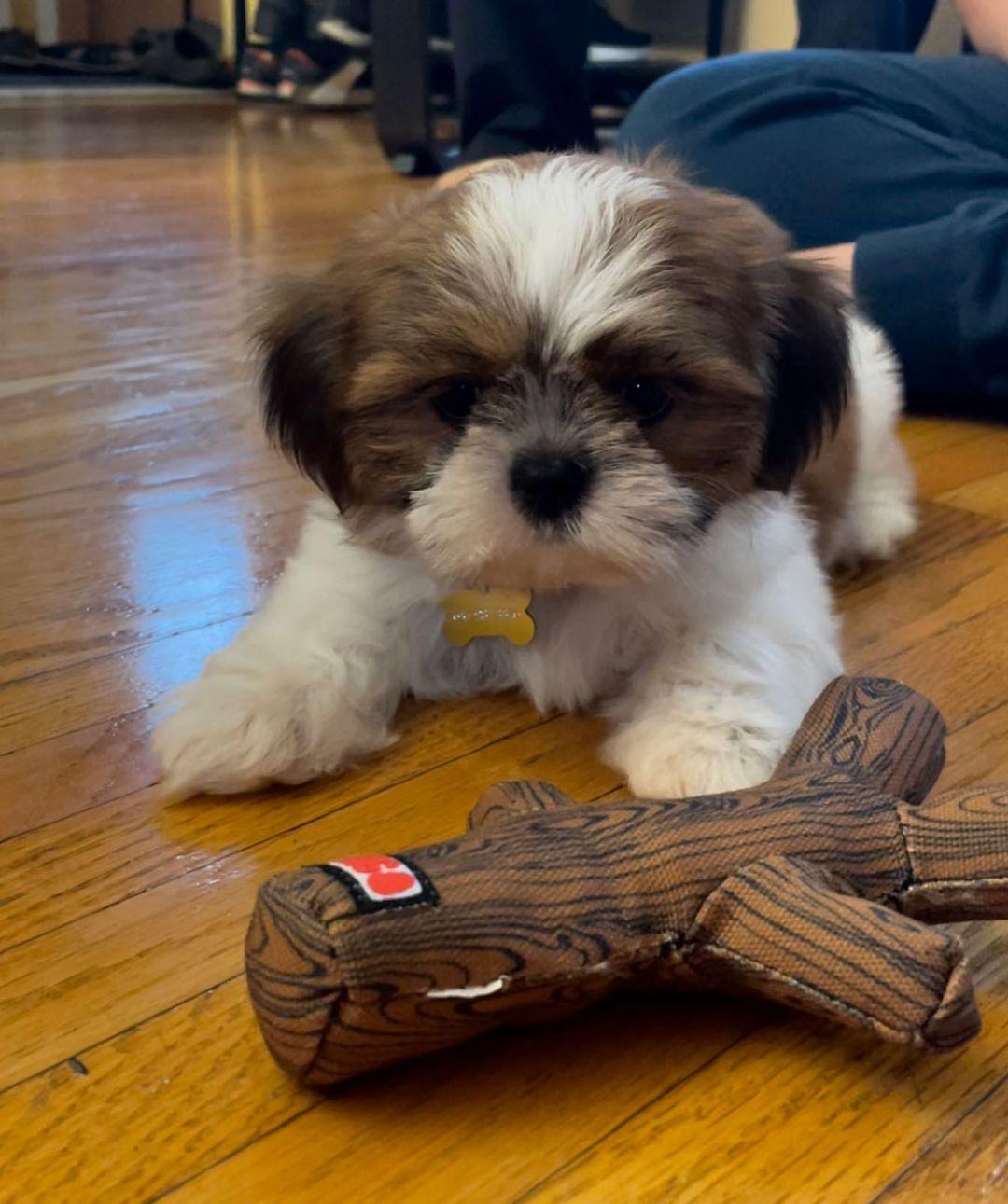 Shih Tzu-Welpen zu verkaufen