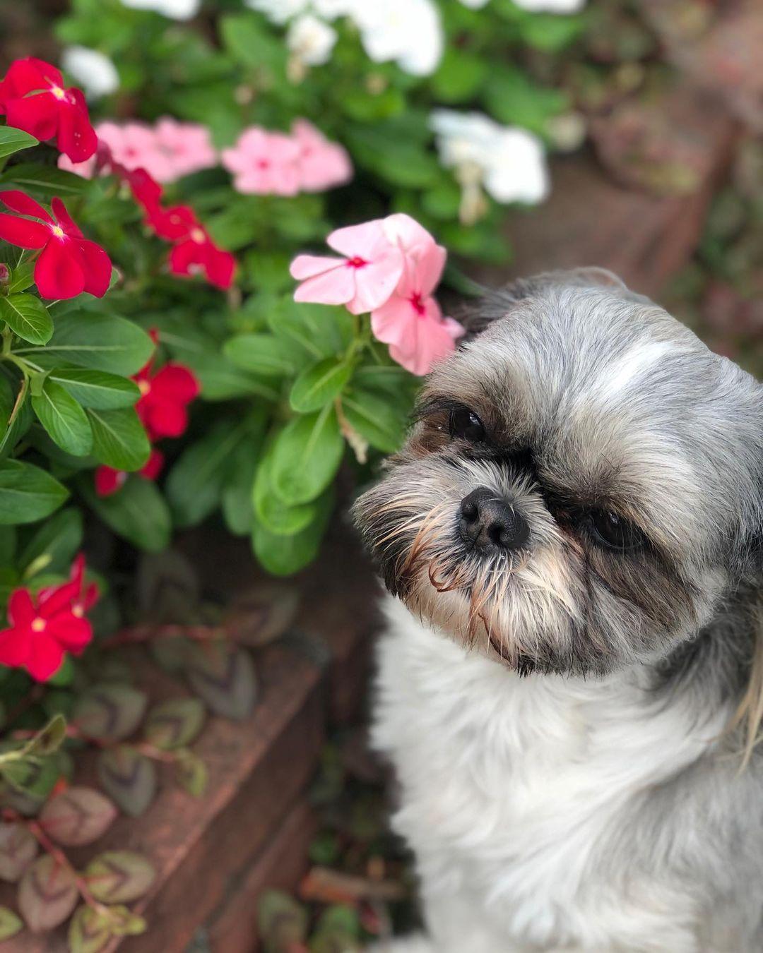 Shih Tzu-Welpen zu verkaufen