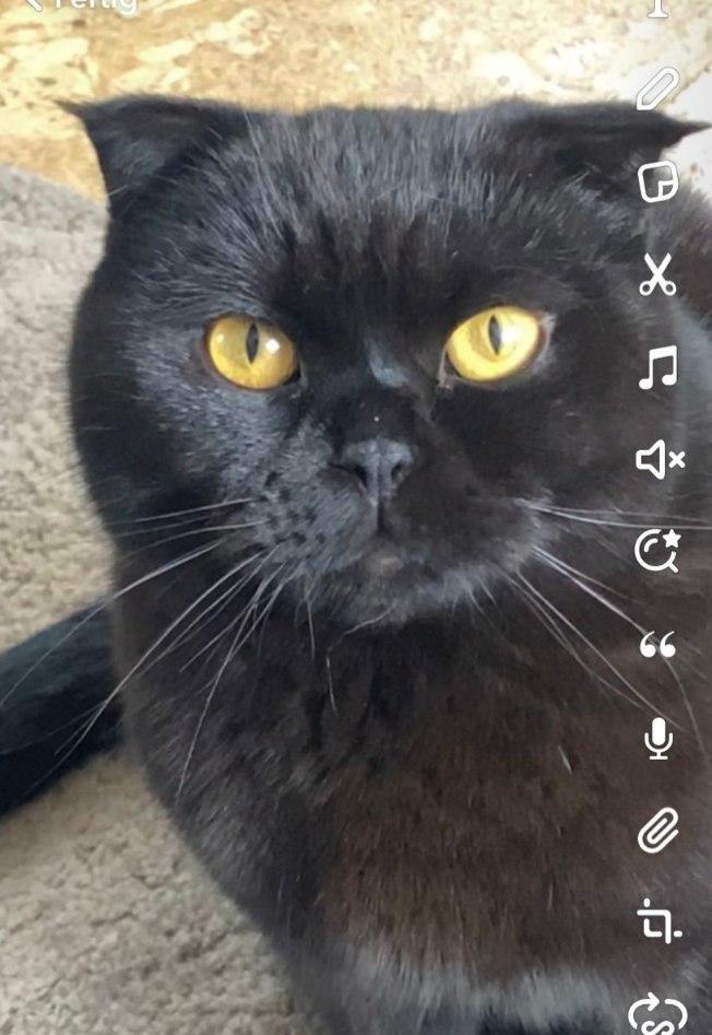 Scottish Fold abzugeben