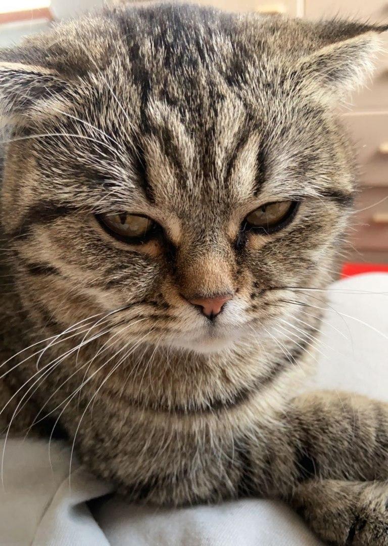 Scottish Fold abzugeben