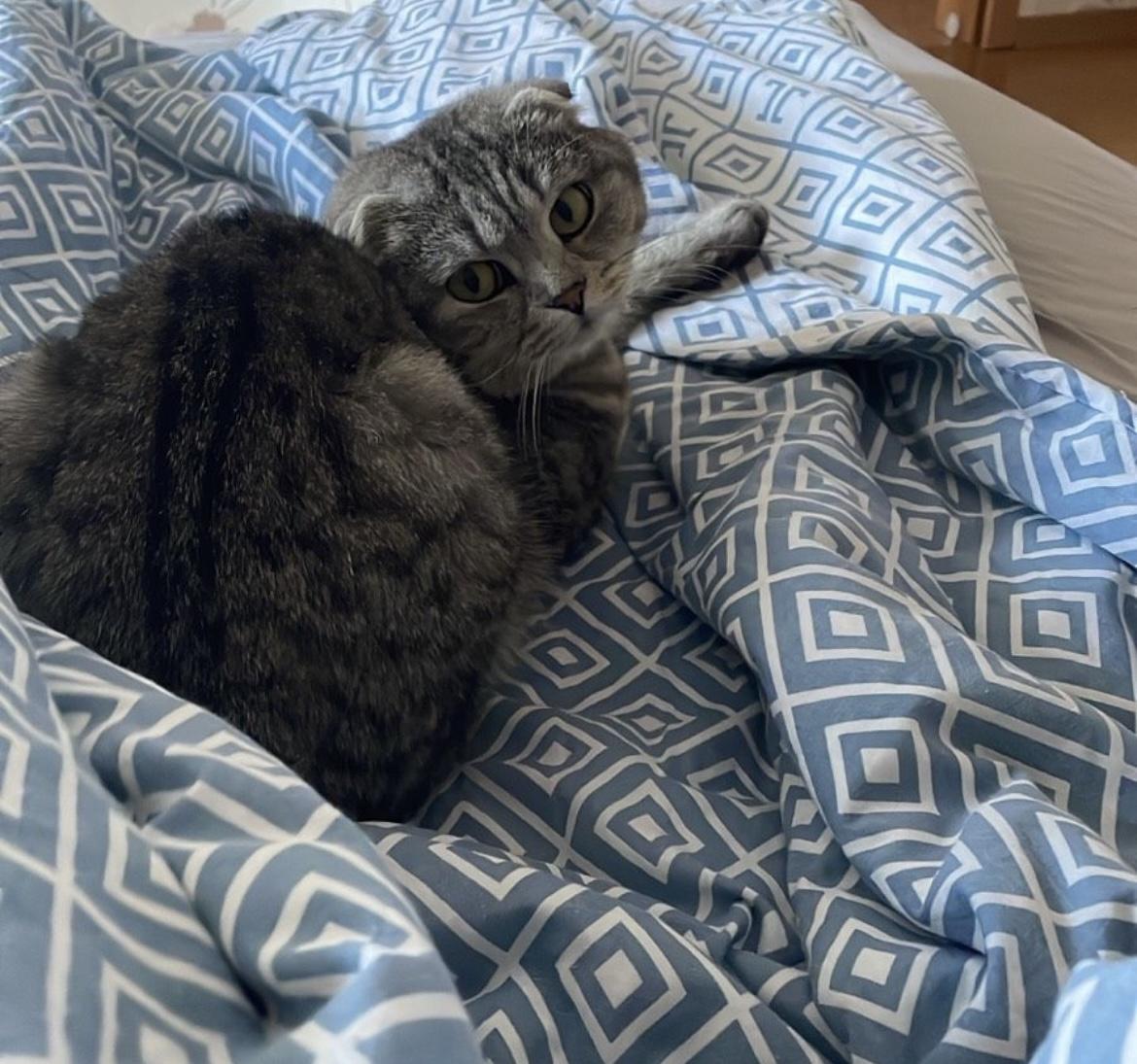 Scottish Fold:  Bella sucht ein neues Zuhause