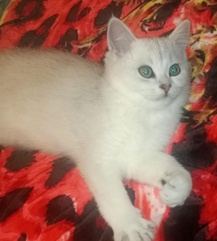 3 BKH Kittens suchen ein neues Zuhause