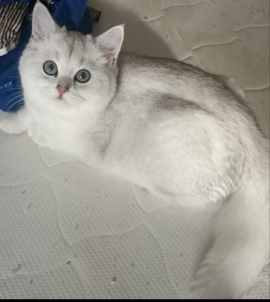 3 BKH Kittens suchen ein neues Zuhause