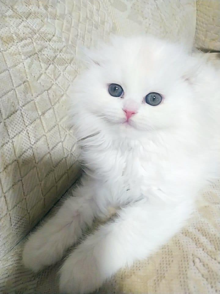 Wunderschöne Scottish Fold Kätzchen – Zwei Mä