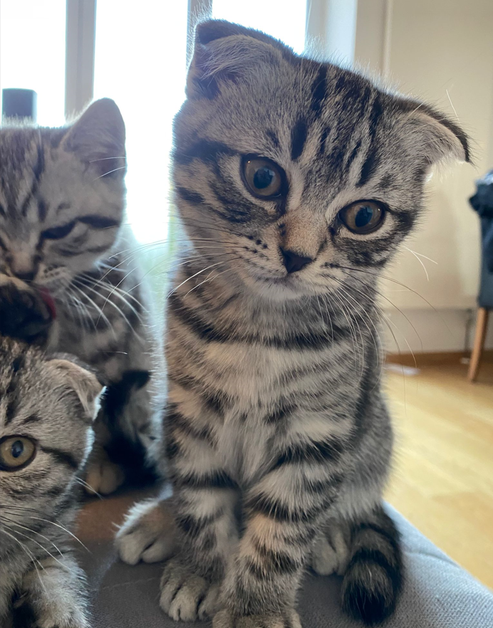 6 Wunderschöne BKH / Scottish Fold Katzen suchen 