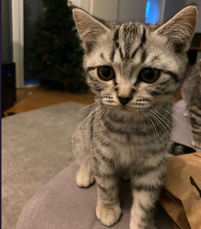 6 Wunderschöne BKH / Scottish Fold Katzen suchen 