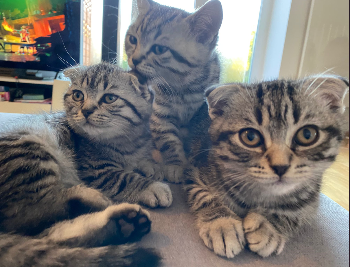 6 Wunderschöne BKH / Scottish Fold Katzen suchen 
